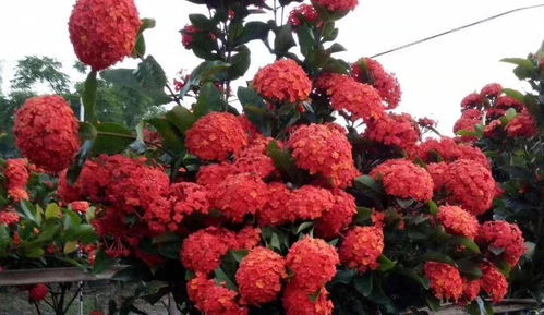 耐熱花卉龍船花養(yǎng)護(hù)大揭秘 科學(xué)方法與機(jī)械設(shè)備助力