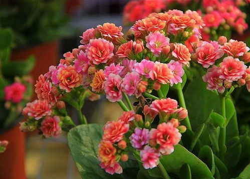 長(zhǎng)壽花夏天能開花嗎？一年四季養(yǎng)護(hù)方法全在這里
